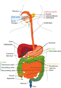 esophagus